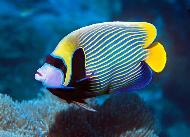 Pets: Marine Aquarium Fishes