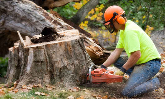 The Fundamentals Of A Competent Tree Service In Las Vegas