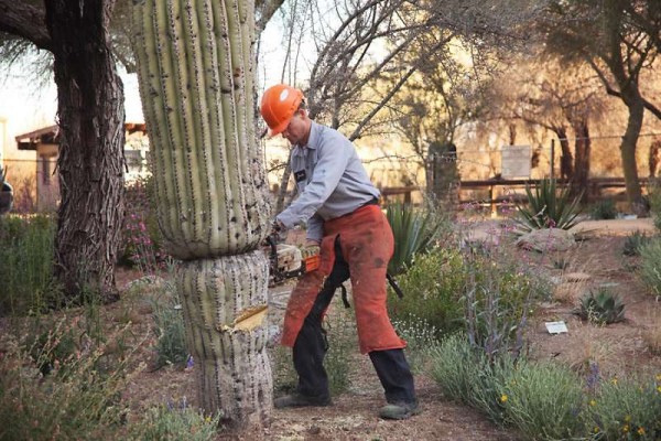 How Do The Professionals Remove A Saguaro Cactus?