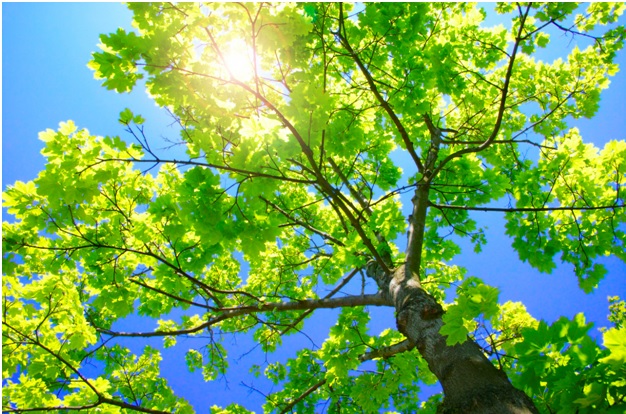 A Trained Arborist Will Take Care Of All Your Tree Pruning And Removal Needs