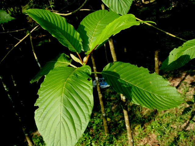 Different Kinds Of Kratom Tree and Leaf