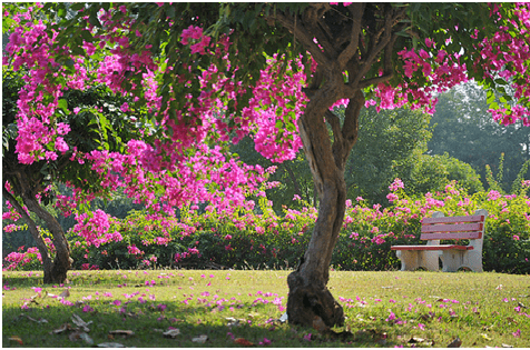 Parks and Gardens In Chandigarh That You Must Visit