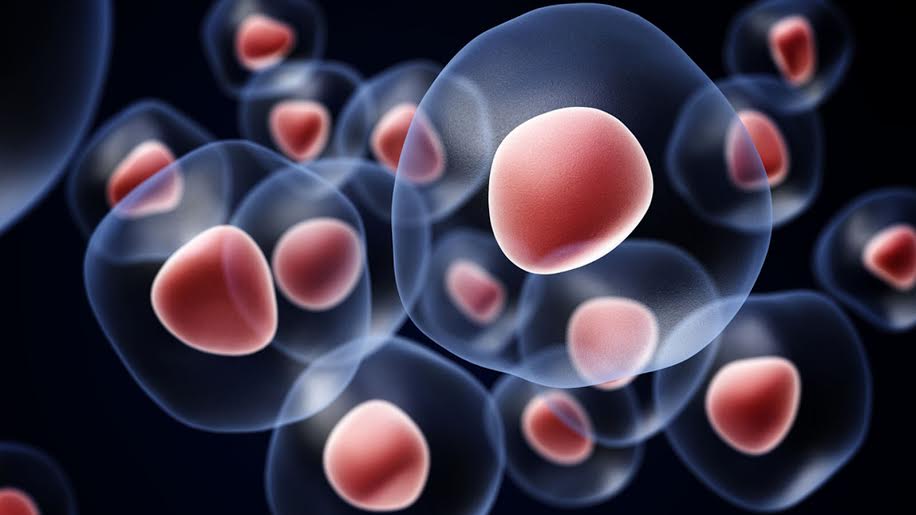 Know Everything About Stem Cells