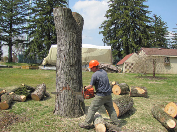 When Should You Have A Tree Removed From Your Property?