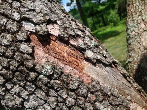 Spotting The Signs Of A Diseased Tree