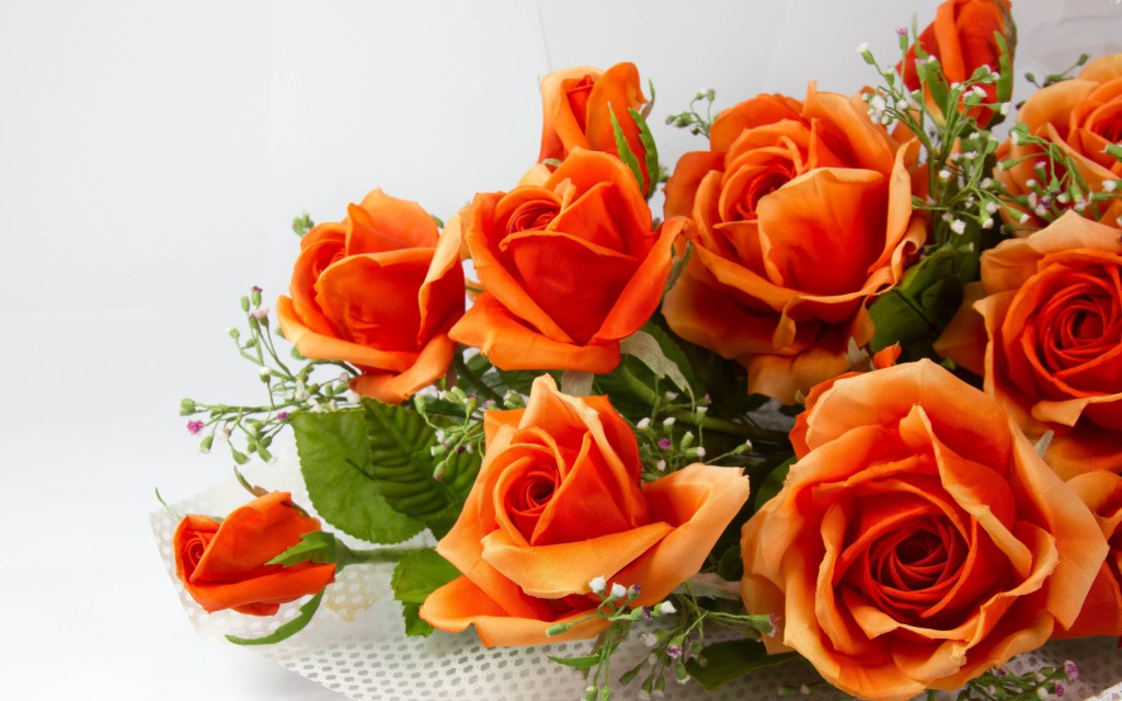 orange-roses