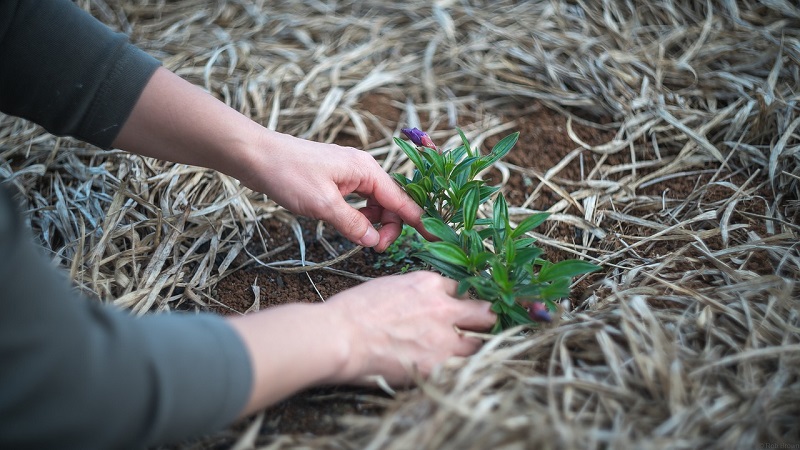 How To Maintain Your Garden Better During Summer