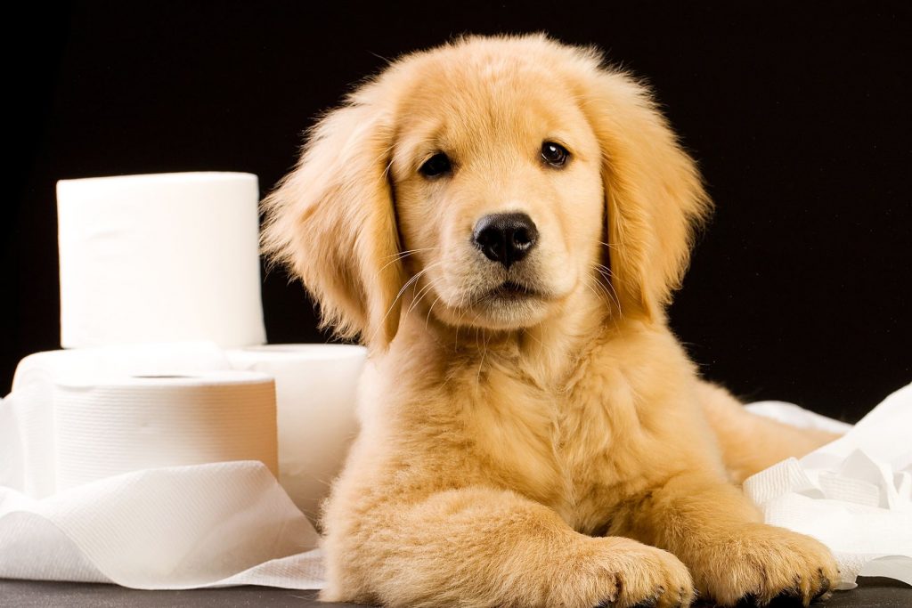 Puppy Potty Training – All You Have To Know