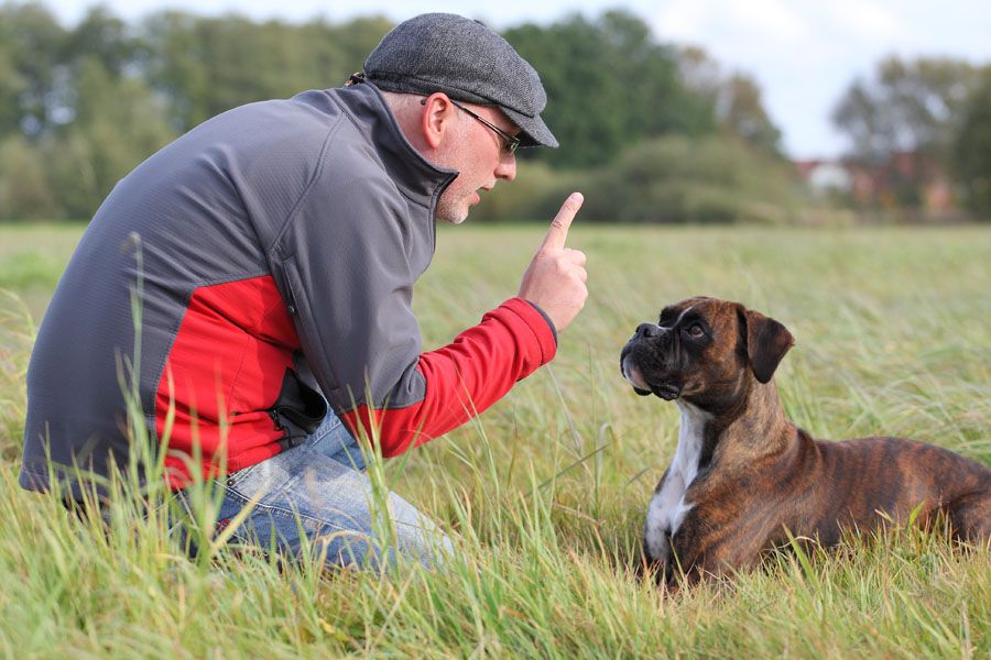 6 Reasons To Enroll Your Dog In A Dog School