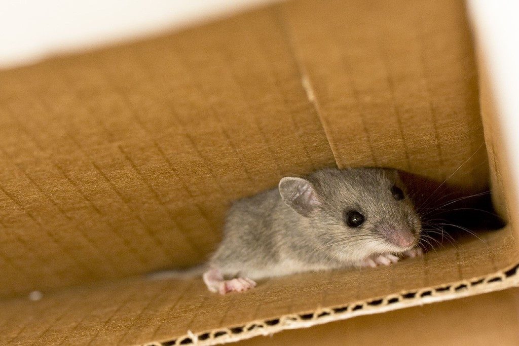 How To Keep Mice Out Of Your House