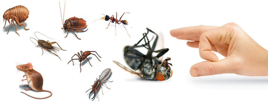 5 Smart Pest Control Tips