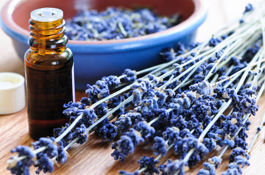 Essential Oil: Lavender Oil Offer Surprising Health Benefits