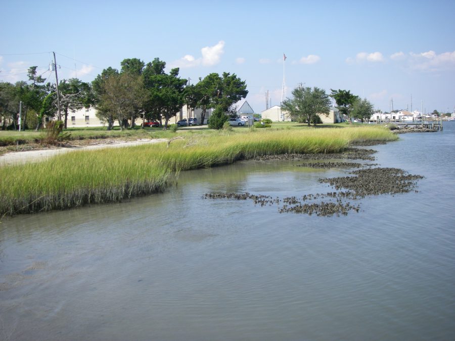 Everything You Need to Know About a Living Shoreline