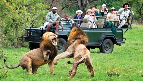 South Africa safari: Experience the adventure of a lifetime