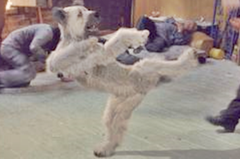 KARATE DOG – KIDS WILL ENJOY IT, ADULTS SHOULD BOW WOW OUT