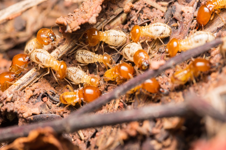 Get Free from Termite Infestation With The Right Termite Control
