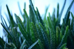 Universal Aloe Vera Oil Benefits