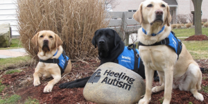 Everything You Need To Know About Boarding Schools For Dogs