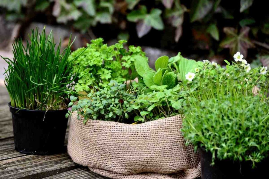 Gardening Herbs A Beginner’s Guide