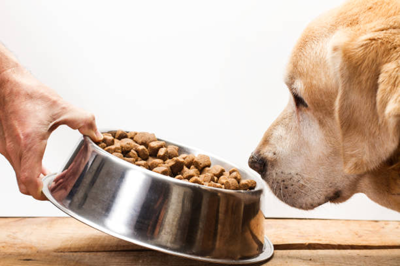 Tips To Help You Choose The Right Food For Your Dog